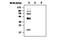 Interferon Alpha 2 antibody, MA5-17263, Invitrogen Antibodies, Western Blot image 