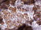 Isocitrate Dehydrogenase (NADP(+)) 1, Cytosolic antibody, LS-C800137, Lifespan Biosciences, Immunohistochemistry frozen image 