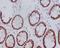 Caudal Type Homeobox 2 antibody, M00877-1, Boster Biological Technology, Immunohistochemistry paraffin image 