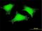 Sperm Flagellar 2 antibody, H00079925-M01, Novus Biologicals, Immunocytochemistry image 