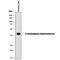 Kynurenine/alpha-aminoadipate aminotransferase, mitochondrial antibody, AF7927, R&D Systems, Western Blot image 