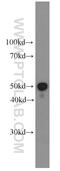 SRBC antibody, 66074-1-Ig, Proteintech Group, Western Blot image 