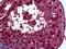 Retinoic Acid Receptor Alpha antibody, LS-B5525, Lifespan Biosciences, Immunohistochemistry frozen image 