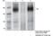 Euchromatic Histone Lysine Methyltransferase 2 antibody, 68851S, Cell Signaling Technology, Immunoprecipitation image 