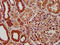 Phosphatidylinositol Glycan Anchor Biosynthesis Class V antibody, LS-C672849, Lifespan Biosciences, Immunohistochemistry paraffin image 