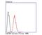 GATA Binding Protein 4 antibody, NBP2-66863, Novus Biologicals, Flow Cytometry image 