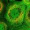 Pleckstrin Homology And RhoGEF Domain Containing G3 antibody, NBP2-56066, Novus Biologicals, Immunofluorescence image 