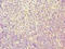 Transmembrane Protein 184C antibody, A63604-100, Epigentek, Immunohistochemistry paraffin image 