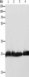 RAN, Member RAS Oncogene Family antibody, CSB-PA558089, Cusabio, Western Blot image 