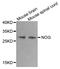 Noggin antibody, STJ110603, St John