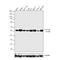 Autophagy Related 4B Cysteine Peptidase antibody, 701882, Invitrogen Antibodies, Western Blot image 