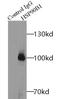 Heat Shock Protein 90 Beta Family Member 1 antibody, FNab03663, FineTest, Immunoprecipitation image 