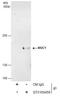 Mucin 1, Cell Surface Associated antibody, GTX100459, GeneTex, Immunoprecipitation image 