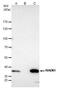 RAD51 Recombinase antibody, PA5-31144, Invitrogen Antibodies, Immunoprecipitation image 