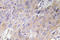 Bone Morphogenetic Protein 3 antibody, LS-C291670, Lifespan Biosciences, Immunohistochemistry paraffin image 