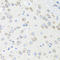 Protein Inhibitor Of Activated STAT 3 antibody, LS-C346210, Lifespan Biosciences, Immunohistochemistry frozen image 