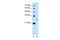 Tetraspanin 15 antibody, PA5-42948, Invitrogen Antibodies, Western Blot image 