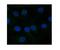 Frizzled Class Receptor 10 antibody, PA5-69126, Invitrogen Antibodies, Immunofluorescence image 