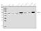 Activin A Receptor Like Type 1 antibody, A01468-2, Boster Biological Technology, Western Blot image 