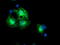 Schwannomin-interacting protein 1 antibody, TA504485, Origene, Immunofluorescence image 