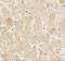 Late Endosomal/Lysosomal Adaptor, MAPK And MTOR Activator 2 antibody, 7711, ProSci, Immunohistochemistry frozen image 