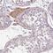 Serine Protease 38 antibody, PA5-63186, Invitrogen Antibodies, Immunohistochemistry paraffin image 