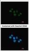 Nuclear Receptor Subfamily 1 Group D Member 1 antibody, NBP2-19575, Novus Biologicals, Immunocytochemistry image 