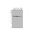 Malic Enzyme 2 antibody, A01380-1, Boster Biological Technology, Western Blot image 