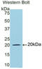 Lactotransferrin antibody, MBS2001267, MyBioSource, Western Blot image 