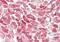 Centromere Protein U antibody, NB110-85541, Novus Biologicals, Immunohistochemistry paraffin image 
