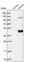 NOP2/Sun RNA Methyltransferase 3 antibody, NBP1-83595, Novus Biologicals, Western Blot image 