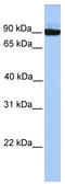 Protocadherin-17 antibody, TA334984, Origene, Western Blot image 