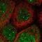 Eukaryotic Elongation Factor, Selenocysteine-TRNA Specific antibody, NBP1-83992, Novus Biologicals, Immunocytochemistry image 