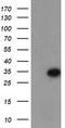 Myeloid Leukemia Factor 1 antibody, CF504764, Origene, Western Blot image 