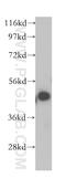 ERGIC And Golgi 2 antibody, 11927-1-AP, Proteintech Group, Western Blot image 