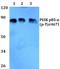 Phosphoinositide-3-Kinase Regulatory Subunit 1 antibody, A00318Y467Y199, Boster Biological Technology, Western Blot image 