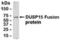 Dual Specificity Phosphatase 15 antibody, XW-7865, ProSci, Western Blot image 