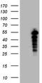 SAM Domain, SH3 Domain And Nuclear Localization Signals 1 antibody, CF808940, Origene, Western Blot image 