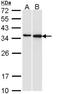 Pirin antibody, NBP1-33555, Novus Biologicals, Western Blot image 