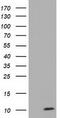 Cytochrome C Oxidase Subunit 6A1 antibody, TA501396S, Origene, Western Blot image 