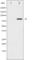 Signal Transducer And Activator Of Transcription 5A antibody, abx011815, Abbexa, Western Blot image 