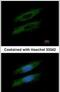 Gasdermin B antibody, PA5-31010, Invitrogen Antibodies, Immunofluorescence image 