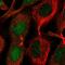 Charged Multivesicular Body Protein 1B antibody, HPA061997, Atlas Antibodies, Immunofluorescence image 