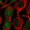 Charged multivesicular body protein 1b antibody, HPA061997, Atlas Antibodies, Immunofluorescence image 