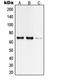 TATA-Box Binding Protein Associated Factor 6 Like antibody, LS-C353275, Lifespan Biosciences, Western Blot image 