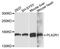 Phospholipase A2 Receptor 1 antibody, orb373043, Biorbyt, Western Blot image 