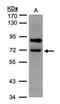 Sodium-dependent phosphate transporter 2 antibody, PA5-28184, Invitrogen Antibodies, Western Blot image 