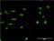 Microtubule Affinity Regulating Kinase 2 antibody, H00002011-M02, Novus Biologicals, Immunofluorescence image 