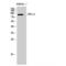 Adhesion G Protein-Coupled Receptor F4 antibody, LS-C383750, Lifespan Biosciences, Western Blot image 