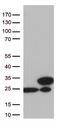 TAGLN2 antibody, TA812766S, Origene, Western Blot image 